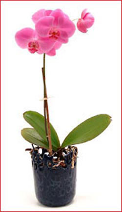  Tokat iek siparii sitesi  Phalaenopsis Orchid Plant