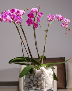  Tokat gvenli kaliteli hzl iek  2 dal orkide cam yada mika vazo ierisinde