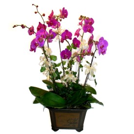  Tokat online iek yolla  4 adet orkide iegi