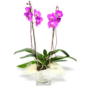  Tokat hediye sevgilime hediye iek  Cam yada mika vazo ierisinde  1 kk orkide