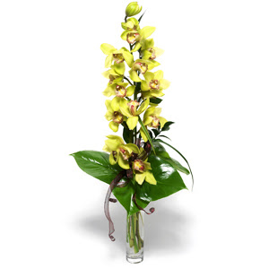  Tokat cicek , cicekci  cam vazo ierisinde tek dal canli orkide