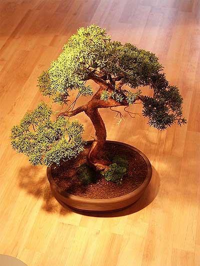 ithal bonsai saksi iegi  Tokat iek siparii sitesi 