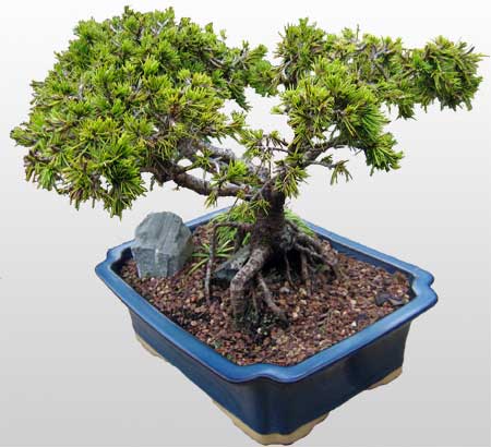 ithal bonsai saksi iegi  Tokat kaliteli taze ve ucuz iekler 