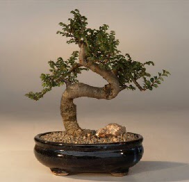 ithal bonsai saksi iegi  Tokat iek sat 