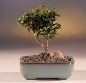  Tokat uluslararas iek gnderme  ithal bonsai saksi iegi  Tokat online ieki firmas