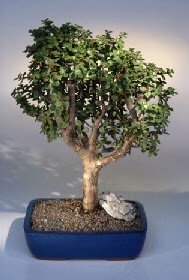  Tokat 14 ubat sevgililer gn iek  ithal bonsai saksi iegi  Tokat online ieki , iek siparii 