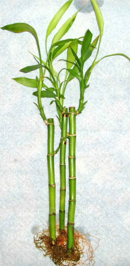 Lucky Bamboo 3 adet vazo hediye edilir   Tokat online iek yolla 