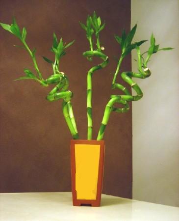 Lucky Bamboo 5 adet vazo ierisinde  Tokat online ieki firmas
