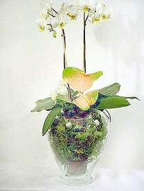  Tokat hediye sevgilime hediye iek  Cam yada mika vazoda zel orkideler