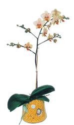  Tokat iek gnderme sitemiz gvenlidir  Phalaenopsis Orkide ithal kalite
