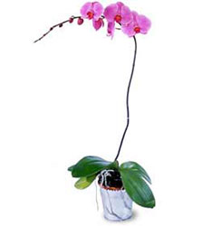 Tokat iek gnderme  Orkide ithal kaliteli orkide 