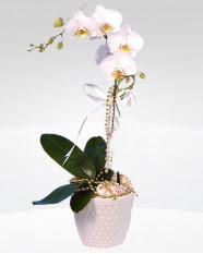 1 dall orkide saks iei  Tokat iek siparii vermek 