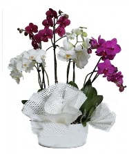 4 dal mor orkide 2 dal beyaz orkide  Tokat iek , ieki telefonlar , iekilik 