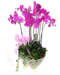 9 dal orkide saks iei  Tokat iekiler 
