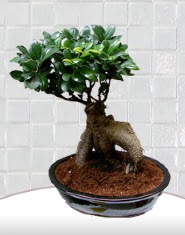 saks iei japon aac bonsai  Tokat internetten iek sat 