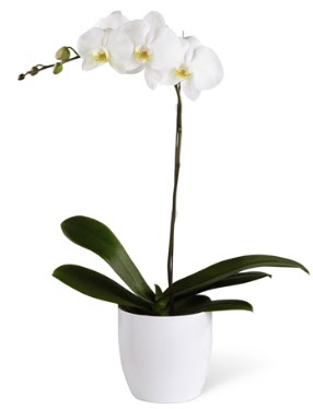 1 dall beyaz orkide  Tokat iek sat 