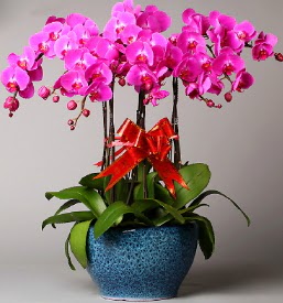 7 dall mor orkide  Tokat hediye iek yolla 