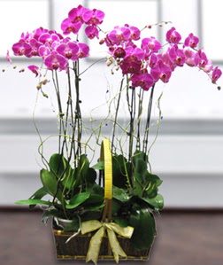 4 dall mor orkide  Tokat iekiler 