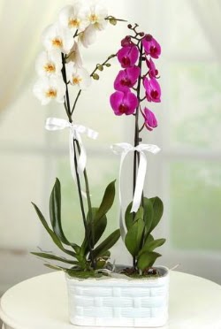 1 mor 1 dal beyaz thal orkide sepet ierisinde  Tokat iek siparii sitesi 