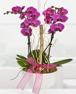 2 dall nmor orkide  Tokat iek , ieki telefonlar , iekilik 