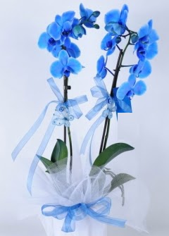 2 dall mavi orkide  Tokat online ieki firmas