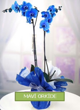 2 dall mavi orkide  Tokat online ieki , iek siparii 