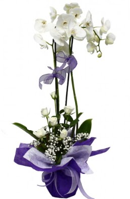 2 dall beyaz orkide 5 adet beyaz gl  Tokat kaliteli taze ve ucuz iekler 