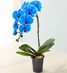 1 dall sper esiz mavi orkide  Tokat iek siparii sitesi 