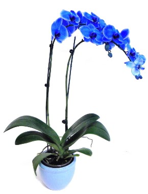 Seramikli 2 dall sper esiz mavi orkide  Tokat ieki maazas 