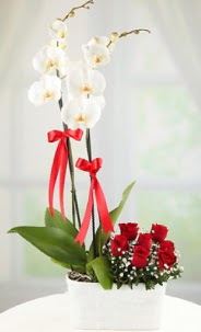 2 dall beyaz orkide ve 7 krmz gl  Tokat iek maazas , ieki adresleri 