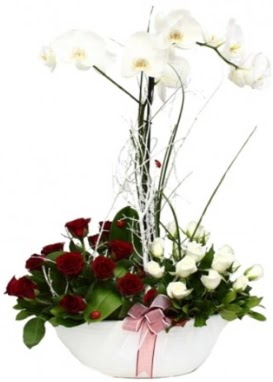 Tek dal beyaz orkide 8 beyaz 8 krmz gl  Tokat hediye sevgilime hediye iek 