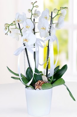 3 dall beyaz orkide  Tokat uluslararas iek gnderme 