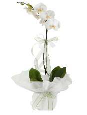 1 dal beyaz orkide iei  Tokat nternetten iek siparii 