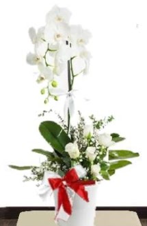 Tek dall beyaz orkide 5 beyaz gl  Tokat gvenli kaliteli hzl iek 