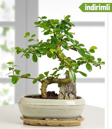 S eklinde ithal gerek bonsai japon aac  Tokat online ieki firmas