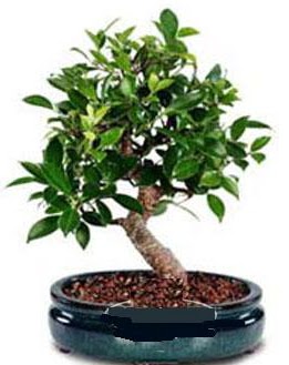 5 yanda japon aac bonsai bitkisi  Tokat iek , ieki telefonlar , iekilik 