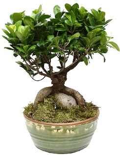 Japon aac bonsai saks bitkisi  Tokat cicek , cicekci 