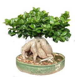 Japon aac bonsai saks bitkisi  Tokat 14 ubat sevgililer gn iek 
