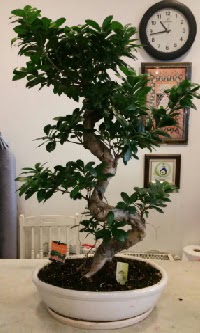 100 cm yksekliinde dev bonsai japon aac  Tokat cicek , cicekci 