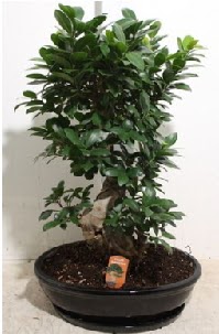 75 CM Ginseng bonsai Japon aac  Tokat iek maazas , ieki adresleri 