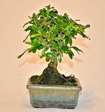 Zelco bonsai saks bitkisi  Tokat ieki maazas 