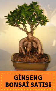 Ginseng bonsai sat japon aac  Tokat online iek yolla 