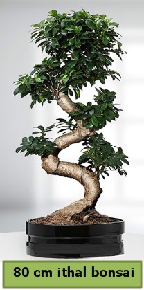 80 cm zel saksda bonsai bitkisi  Tokat anneler gn iek yolla 
