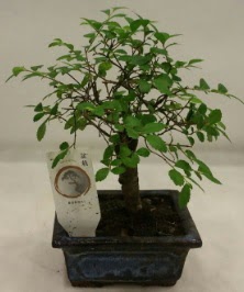 Minyatr ithal japon aac bonsai bitkisi  Tokat hediye sevgilime hediye iek 
