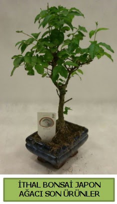 thal bonsai japon aac bitkisi  Tokat ucuz iek gnder 