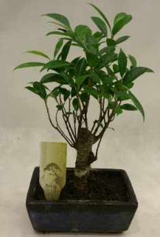 Japon aac bonsai bitkisi sat  Tokat anneler gn iek yolla 
