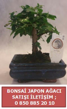 Japon aac minyar bonsai sat  Tokat hediye sevgilime hediye iek 