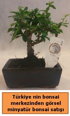 Japon aac bonsai sat ithal grsel  Tokat uluslararas iek gnderme 
