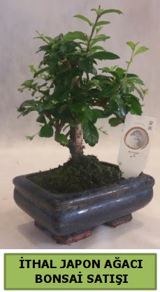 thal japon aac bonsai bitkisi sat  Tokat anneler gn iek yolla 