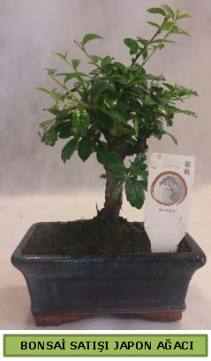 Minyatr bonsai aac sat  Tokat 14 ubat sevgililer gn iek 